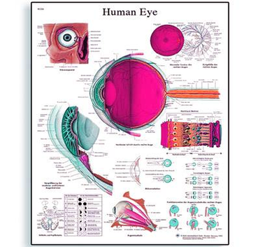 Diagram Of Vrl Human Eye Chart Image