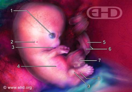 Diagram Of Week Embryo Image