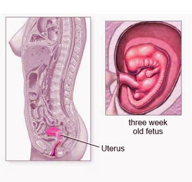 Diagram Of Week Pregnancy Image
