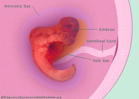 Diagram Pregnancy Weeks Pregnant Embryo Development Image