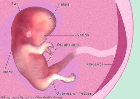 Diagram Pregnancy Weeks Pregnant Fetus Development Image