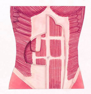 Diagram Px Flat Stomach Muscles Image