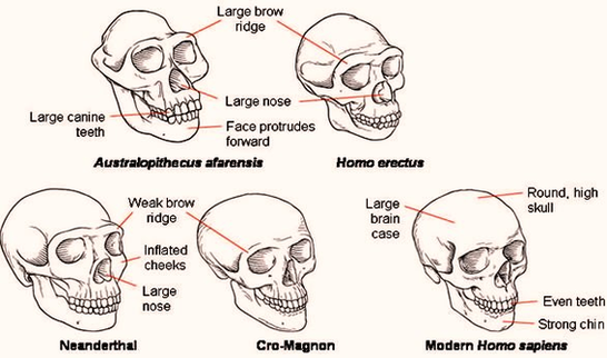 Diagram Skull Comparison Image