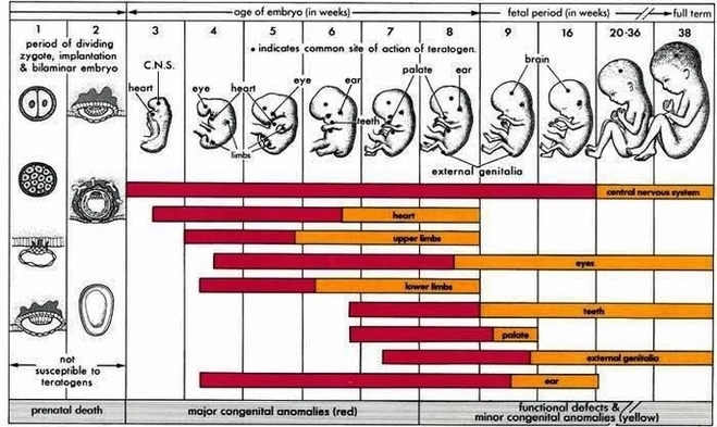 Diagram Stages Pregnancy Image