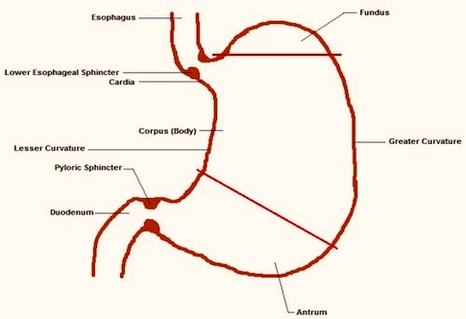 Diagram Stomach Anatomy Eric Leung Image
