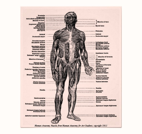 Diagram Vintage Human Anatomy Muscles Print Rfecfcceedf Vmd Byvr Image