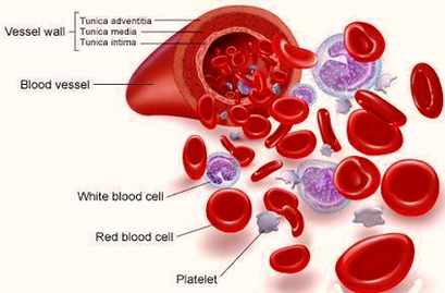 Diagram White Blood Cells Image