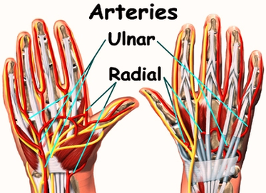 Diagram Wrist Anatomy Arteries Image