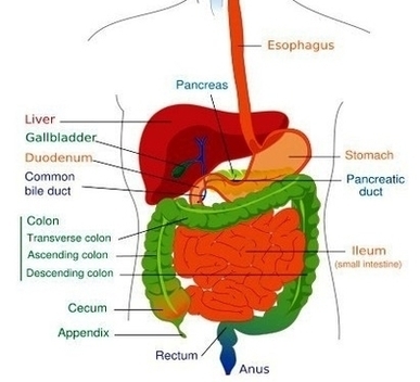 Digestive System Diagram Crop Image