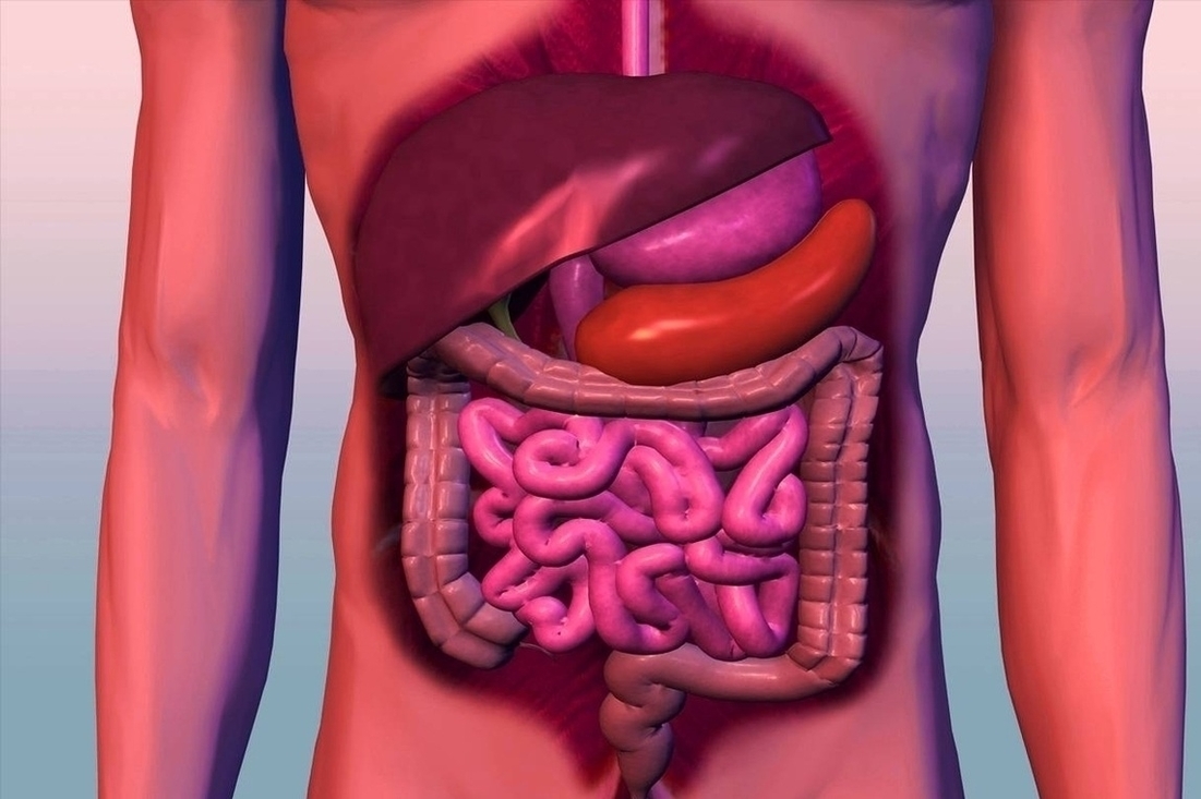 Digestive System Image
