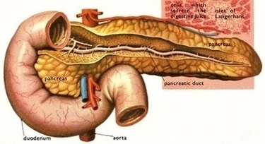 Dm Pancreas And Islets Image