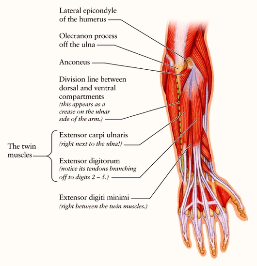 Dorsal Forearm Diag Flat Image