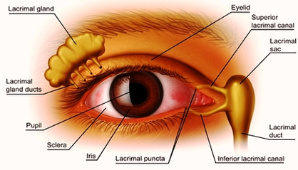 Dry Eye Label Image