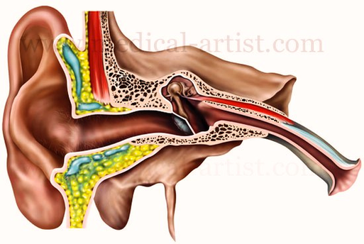 Ear Anatomy Illustration Image