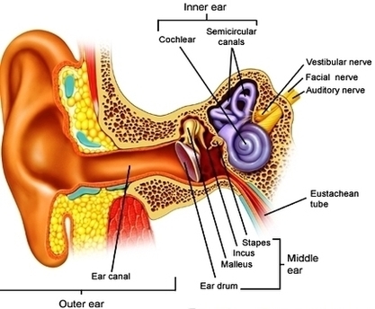 Ear Anatomy1 Image