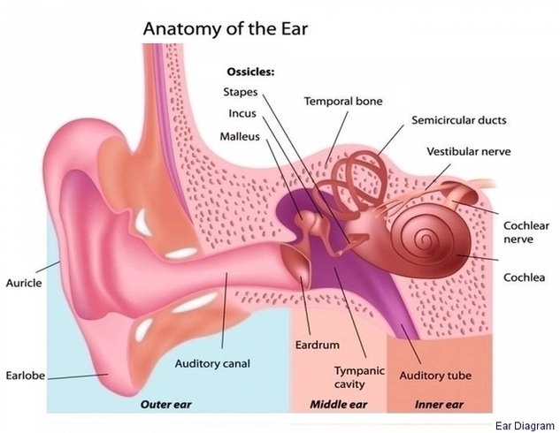 Ear Diagram Image