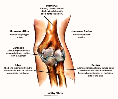 Elbow Joint Anatomy Image