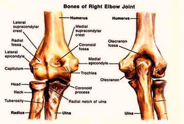 Elbow Joint Diagram Image