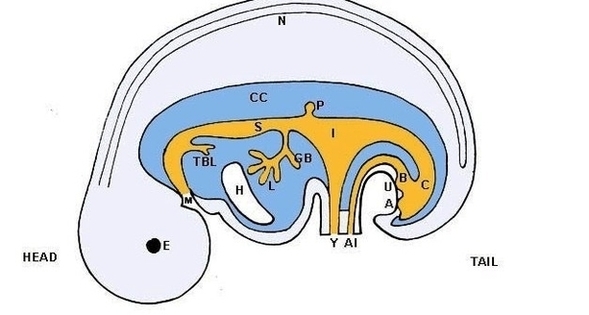 Embryo Anatomy Image