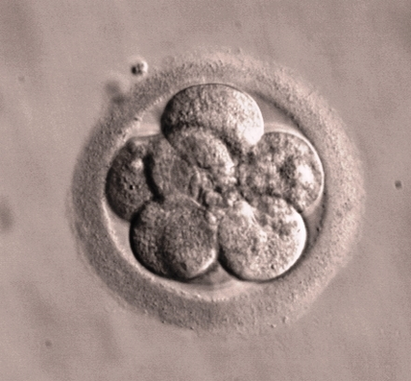 Embryo Cells Image