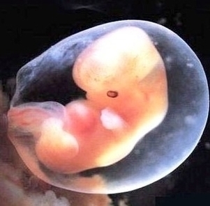 Embryo Days Weeks Image