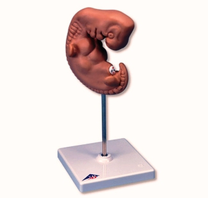 Embryo Times Life Size Image