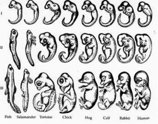 Embryology Constructing The Organism Image