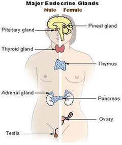 Endocrine System Diagram Image