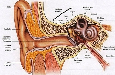External Ear Anatomy Image