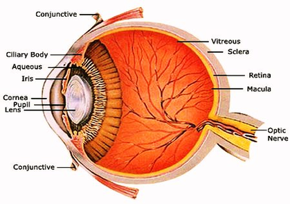 Eye Anatomy Image Image