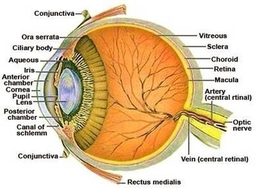 Eye Anatomy Image