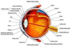 Eye Anatomy Label Image – Graph Diagram