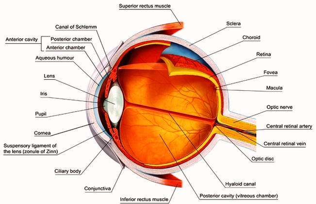 Eye Anatomy Label Image