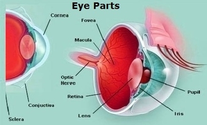Eye Parts Image