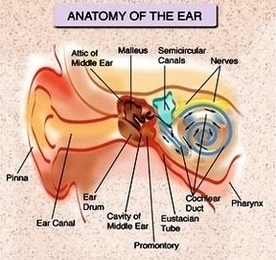 F Ear Anatomy Image