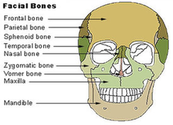 Facial Bones Diagram Image