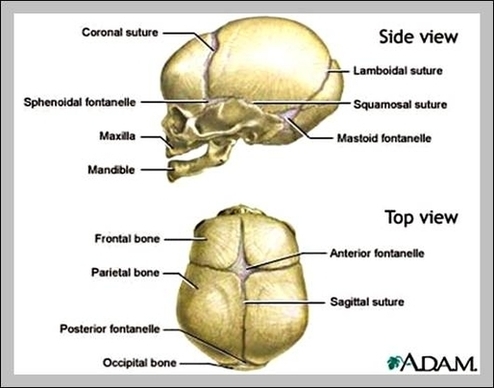 Facts About The Skeletal System Image