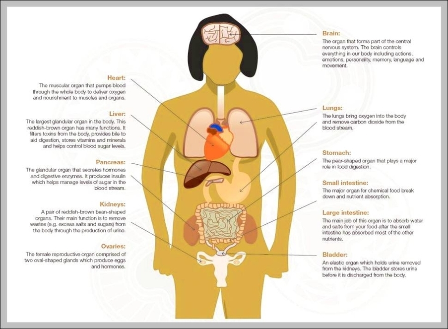 Female Anatomy Diagram For Kids Image