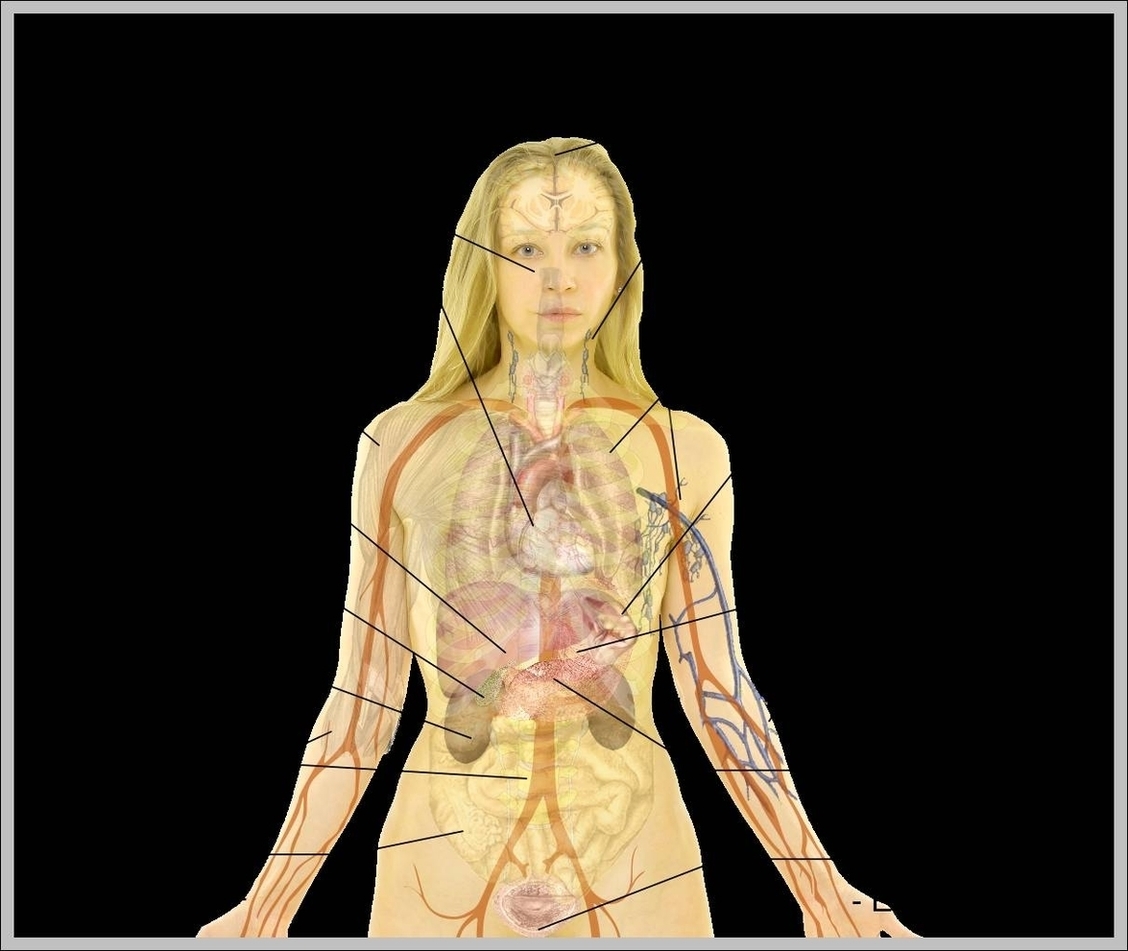Female Body Anatomy Image