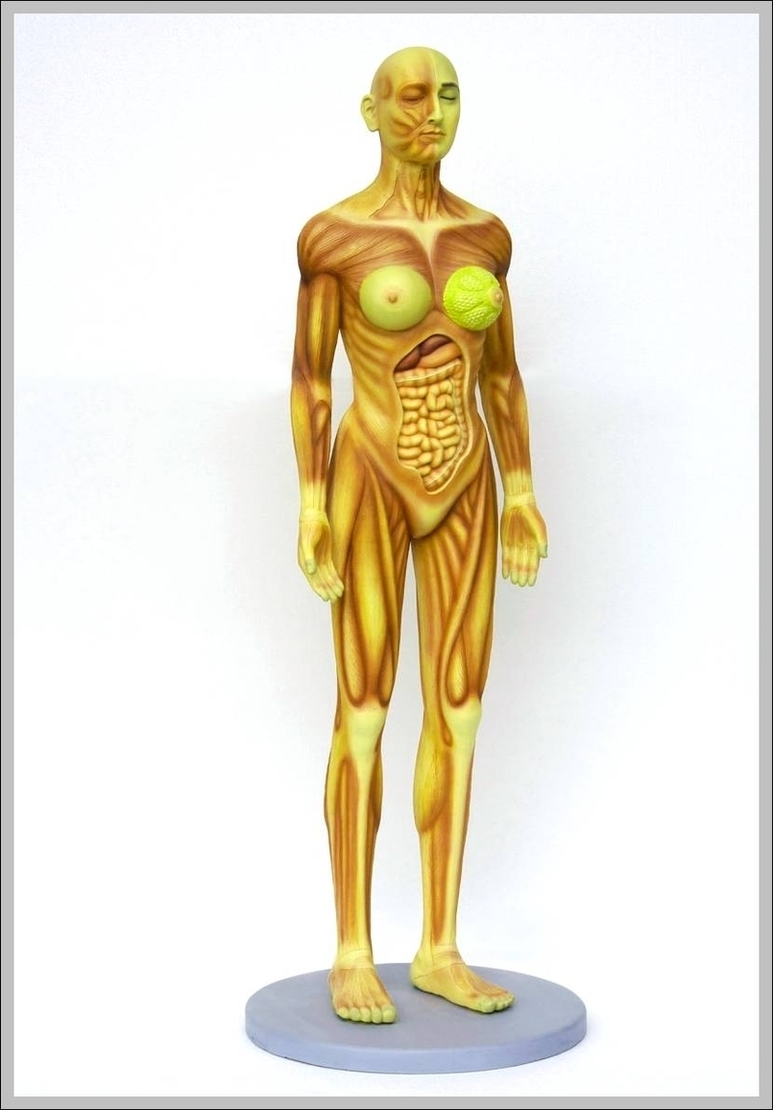Female Human Anatomy Image