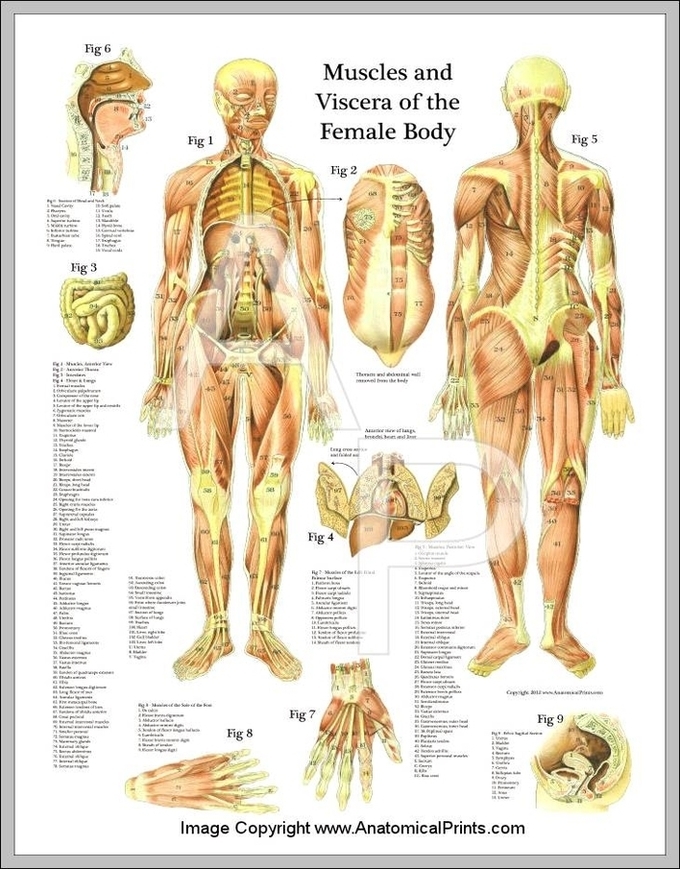 Female Muscle Anatomy Chart Image