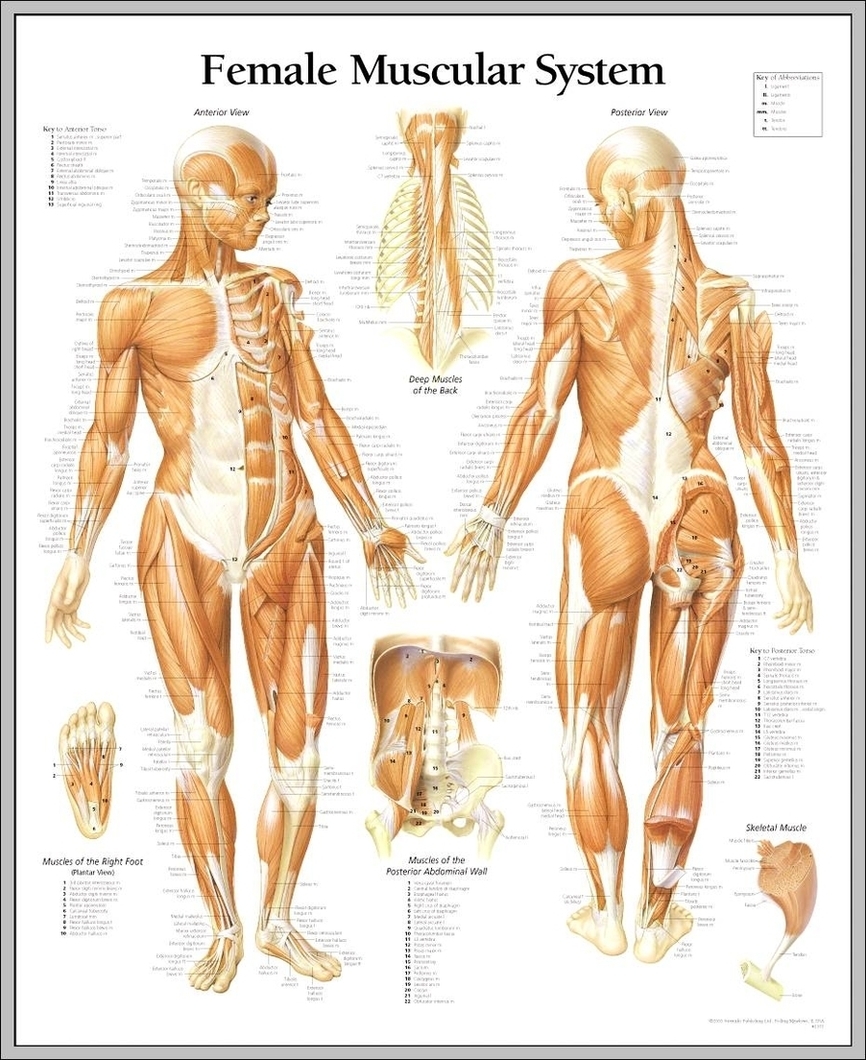 Female Muscle Anatomy Diagram Image
