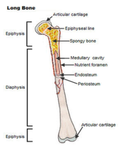 Final Long Bone Diagram Image - Graph Diagram