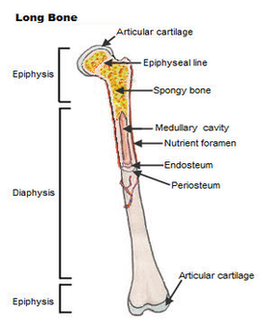 Final Long Bone Diagram Image
