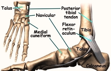 Foot Accessory Navicular Anat Image