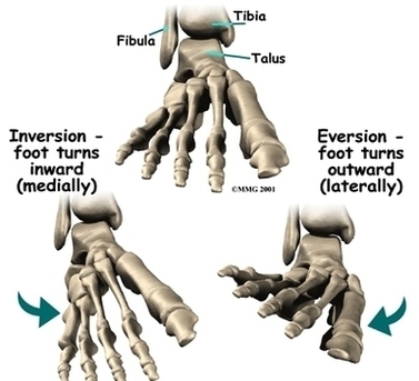 Foot Anatomy Bones Image
