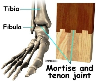 Foot Anatomy Bones1 Image