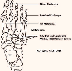 Foot Anatomy Image