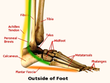 Foot Ankle Lateralview Diagram Image