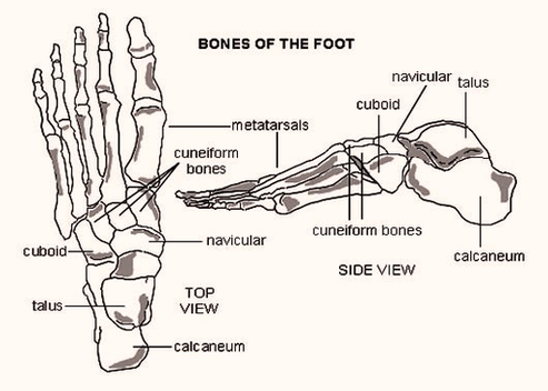 Foot Bones Diagram Image
